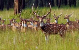 Golden Triangle Tour With Ranthambore National Park 5 Nights / 6 Days