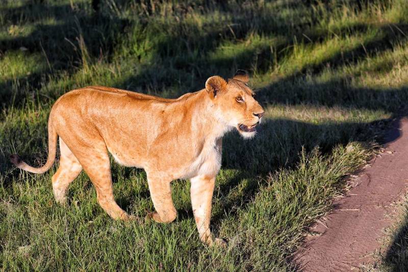 3 Days Masai Mara Safari Tour