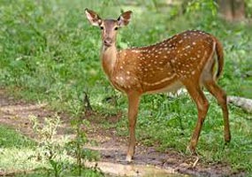 Kaziranga - Nameri - Pobitora Wildlife Sanctuary Tour