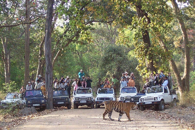 Bandhavgarh National Park Tour