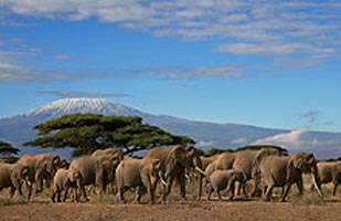 4-Day Tsavo West & East/Amboseli Esclusive Safari Tour