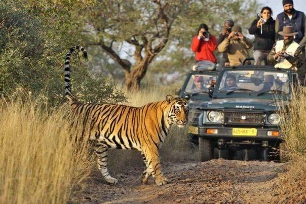 Rajasthan - Tiger Safari Tour Package