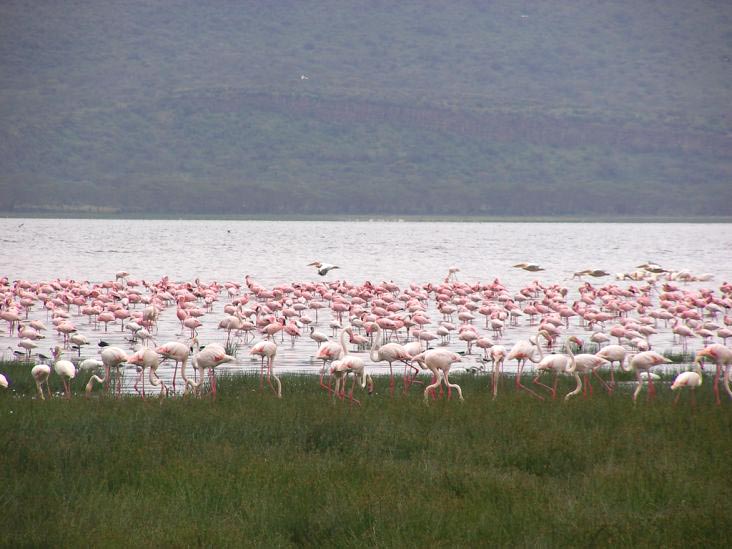 Kenyan Safari Tour