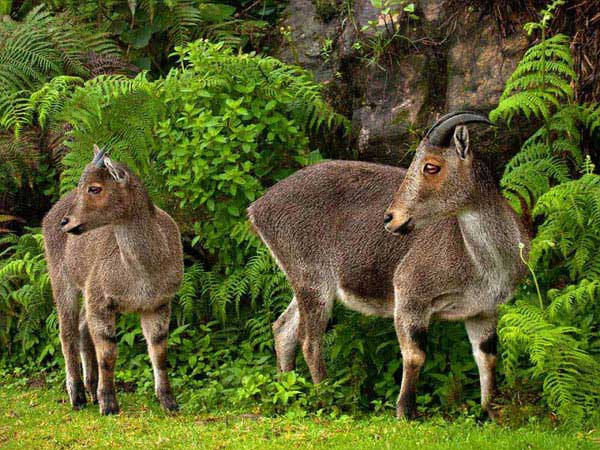 Periyar National Park Tour Image