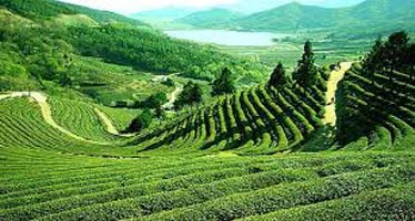 Extended Darjeeling Gangtok With Lachung Tour