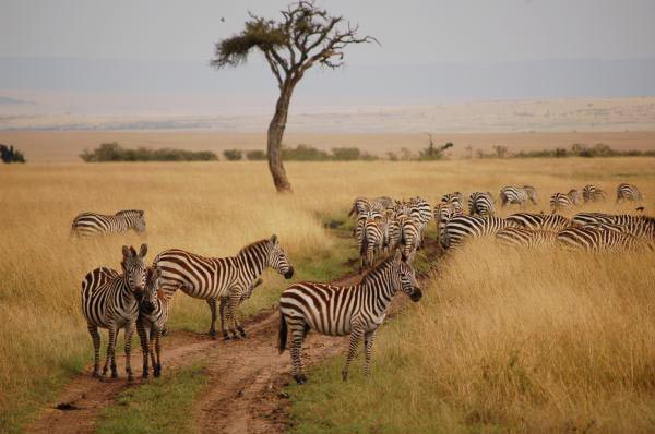 7 Days Kenya Holiday Safari Tour