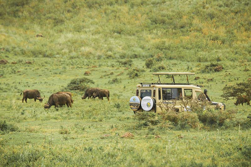 2 Days Safari To Lake Manyara - Ngorongoro Crater Tour Image