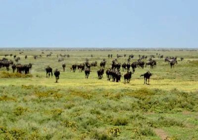 4 Days Great Wildebeest Migration At Ndutu Region Tour Image