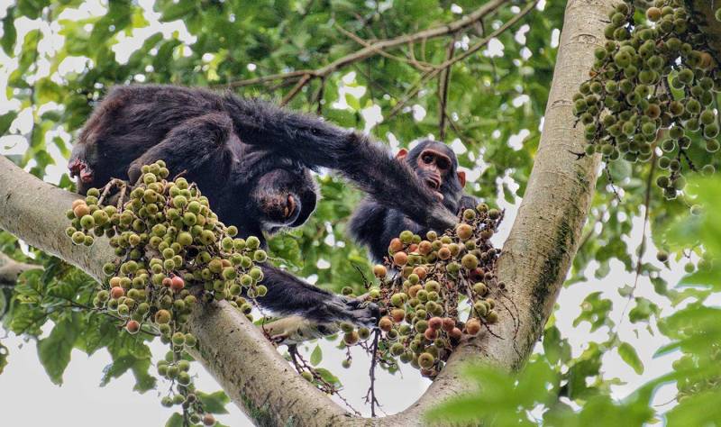 4 Days Gorilla - Golden Monkey Trekking Tour Image