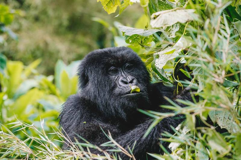 6 Days Gorilla - Relaxation Tour Image