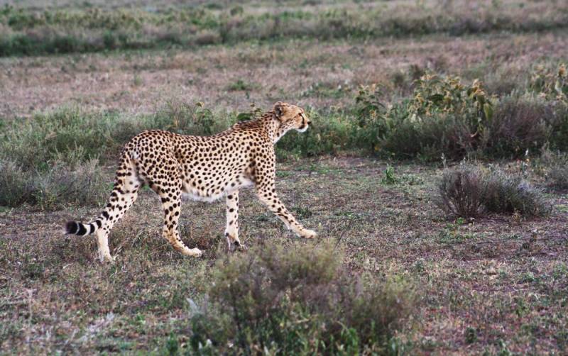 7 Days Serengeti Migration Western Corridor Tour Image