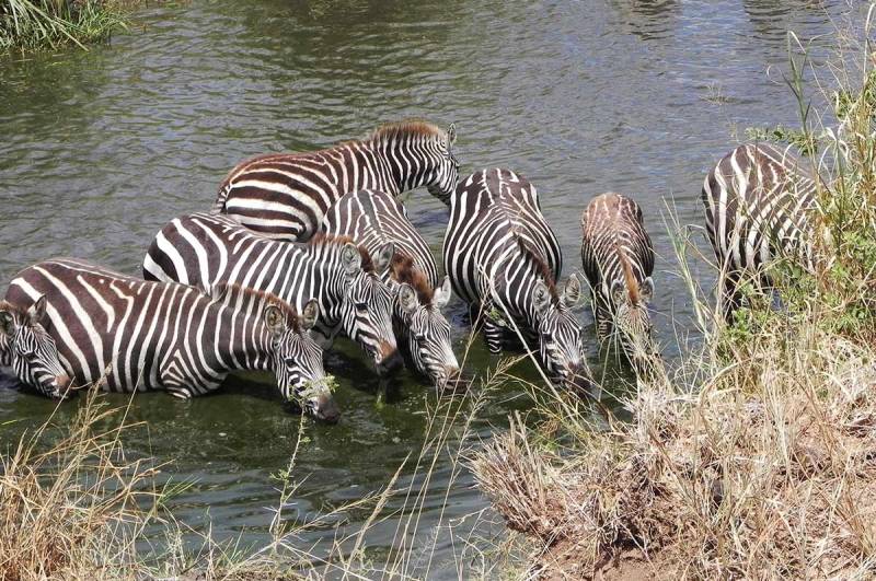 7 Days Tanzania Luxury Safari Tour Image