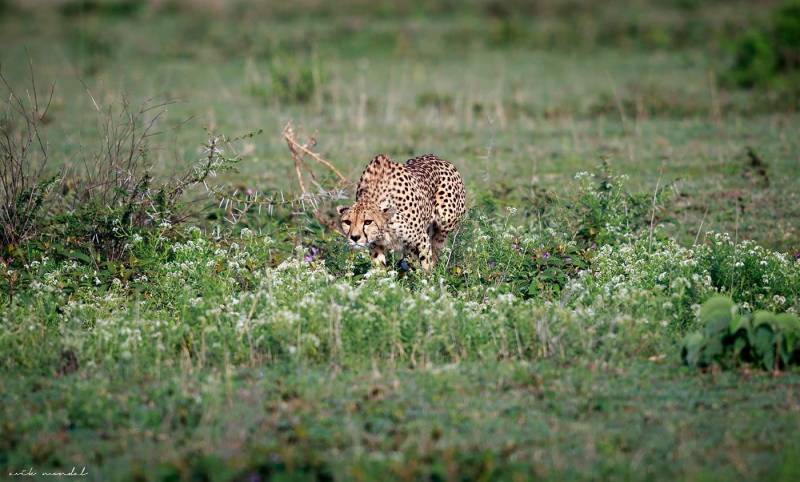 5 Days The Best Adventure Camping Safari Tour Image