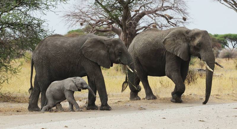 Tarangire National Park Day Trip Image
