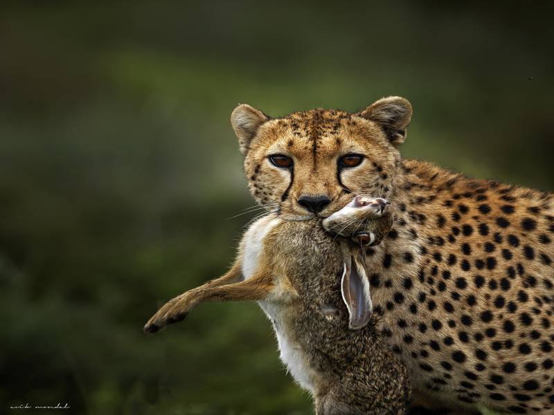 Ngorongoro Crater Day Trip