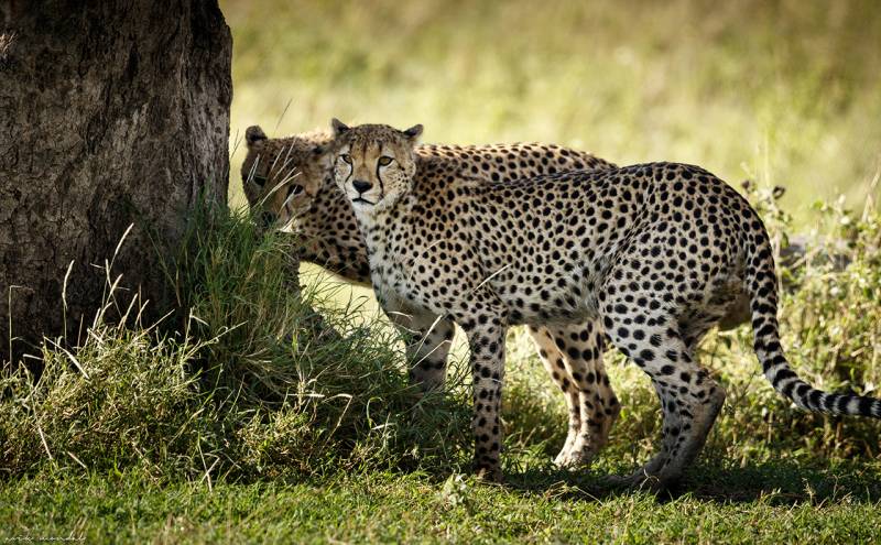 Lake Manyara National Park Day Trip