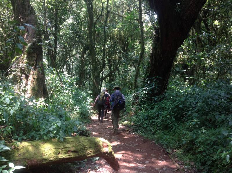 7 Days Mount Kilimanjaro Climbing Rongai Route Tour