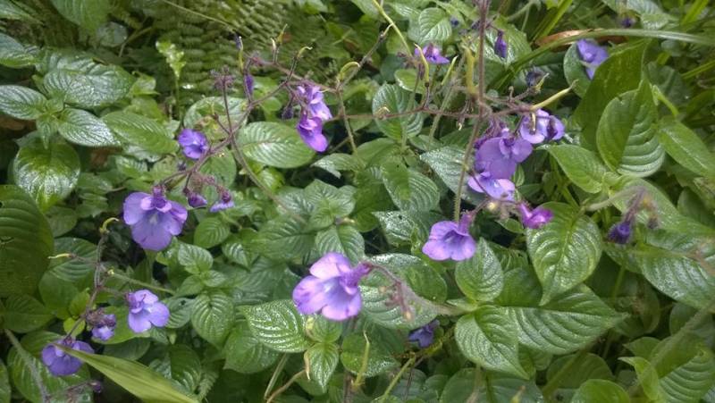 7 Days Mount Kilimanjaro Climbing Rongai Route Tour