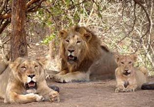 West India Lion Safari Tour