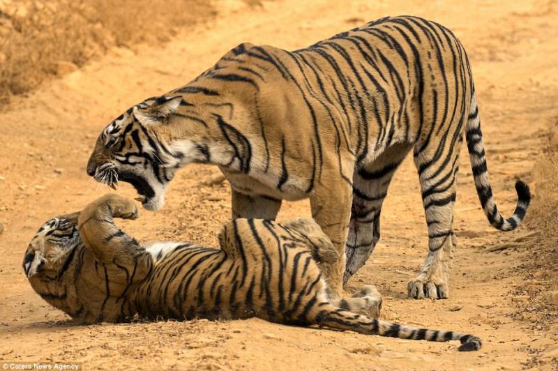 Khajuraho Temple With Tiger Safari In India Tour