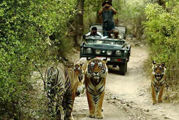 Adventure India - Wildlife Escapades