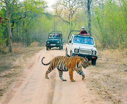 Adventure India - Wildlife Escapades