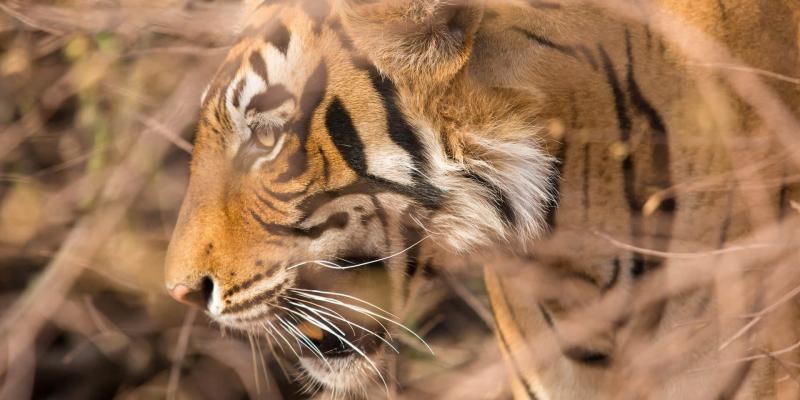 Luxury Breaks - Ranthambore