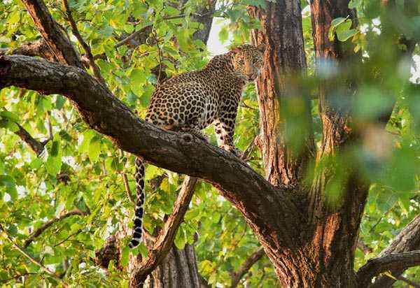 Adventure India - Wildlife Escapades