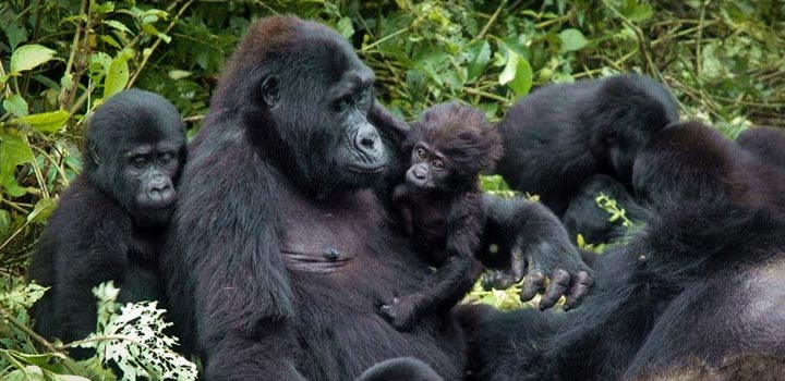 Rwanda Gorilla Trekking Safari Package