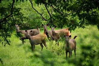 3 Days Periyar Tour With Tree House