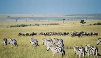 Three Days Wildebeest Migration In Maasai Mara Tour