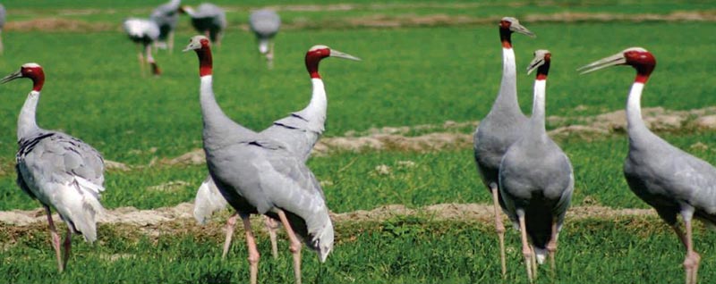 Birding In Assam Tour