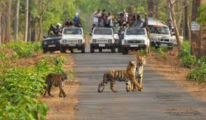 Sundarban Forest Safari With Kolkata City Tour