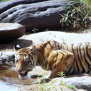 Rajasthan Tour With Tiger Safari