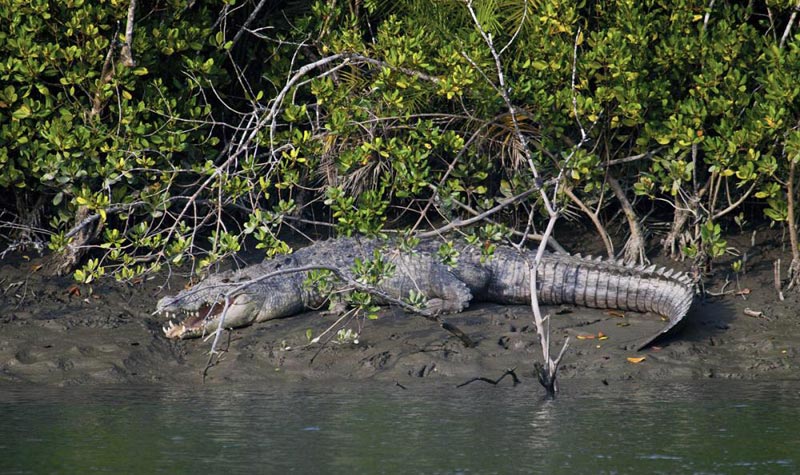 Sundarbans Wildlife Tour
