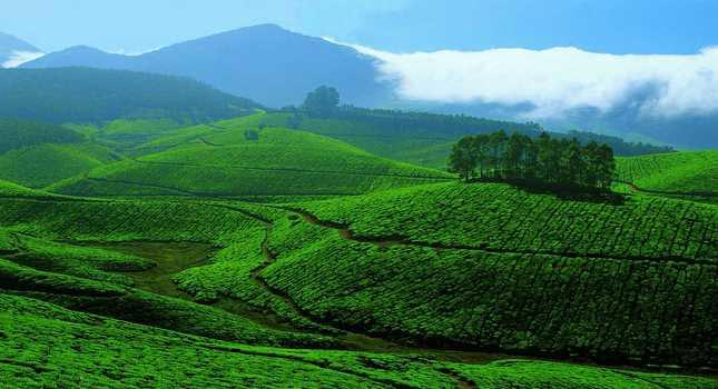 Munnar And Alleppey Package - 4 Days Tour