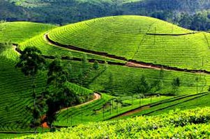 Kerala - Munnar - Thekkady - Allepy - Kovalam Tour