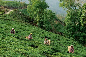 Sikkim Darjling Tour