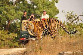 Golden Triangle With India Tiger Safari Tour