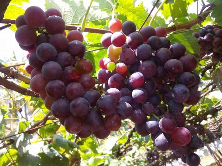 Kerala Honeymoon 05 Nights/06 Days Package