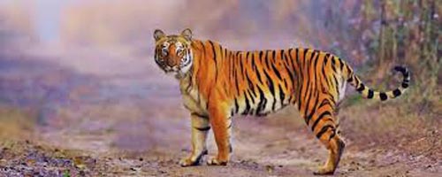 Jim Corbett With Nainital Tour Packages