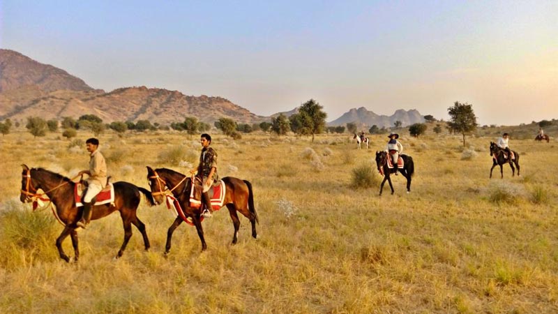 Marwari Horse Safari Tour