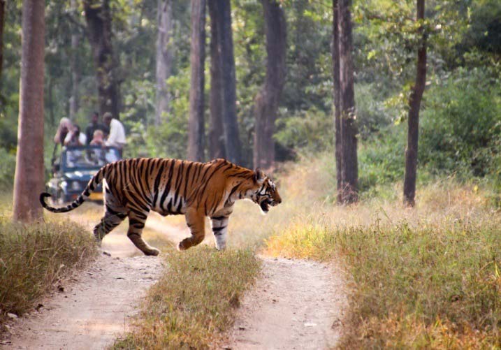 Maharashtra Wildlife Tour