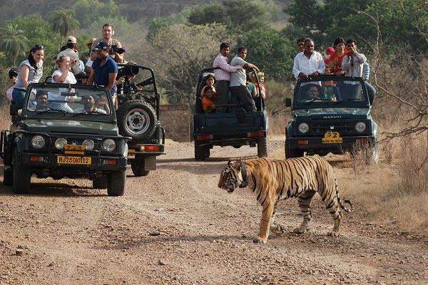 Tiger Reserve Tour