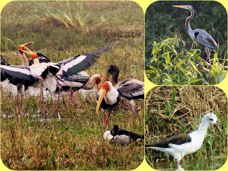 Bharatpur Birdwatching Tour