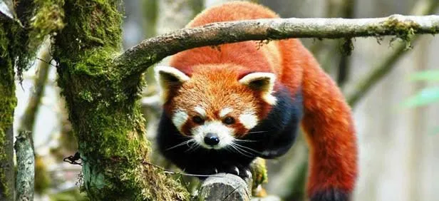 Mesmerizing Mirik & Darjeeling Tour