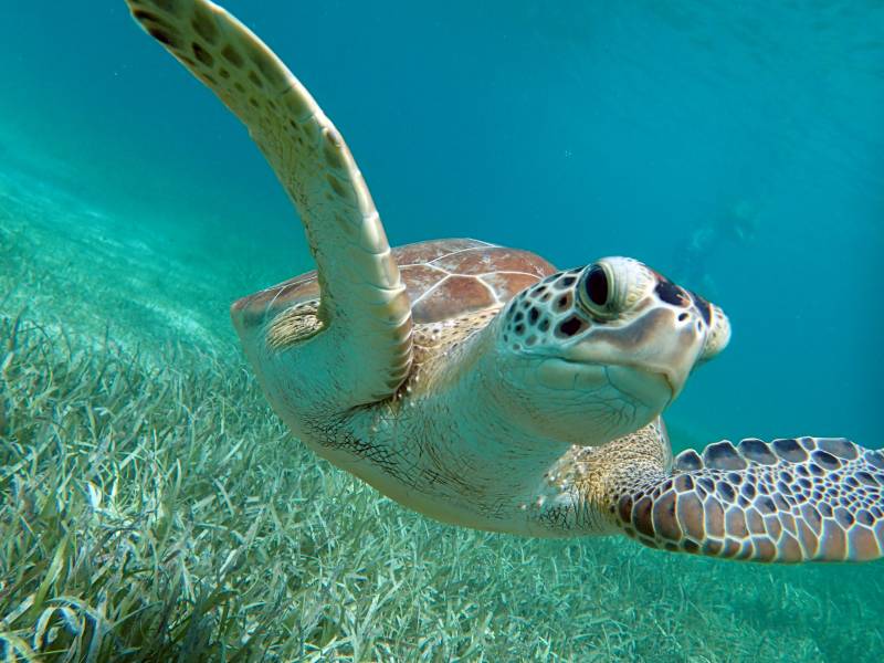 Snorkeling With Island Tour