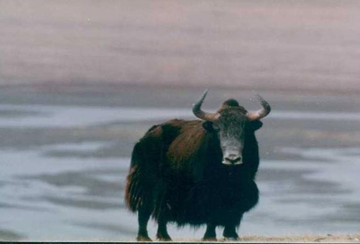 9 Days - Manali Leh Ladakh Tour