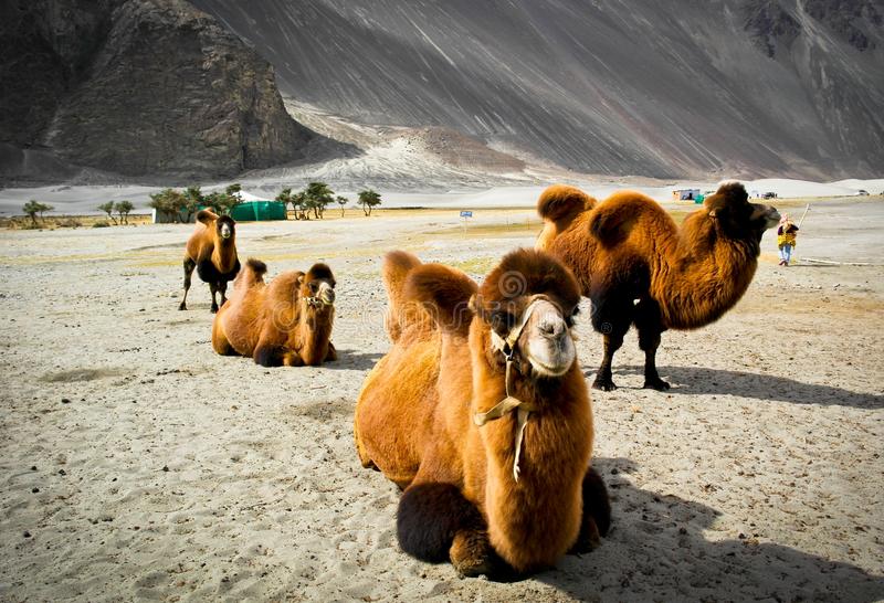 10 Days - Trip To Ladakh Tour