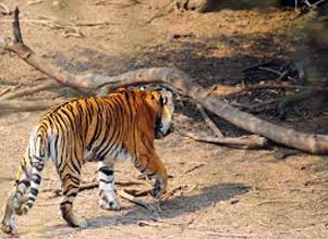 Sariska - Jaipur - Ranthambhore Tour